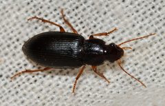 Ophonus-puncticeps-01-fws by Francisco Welter-Schultes. Used under a CC0 license.