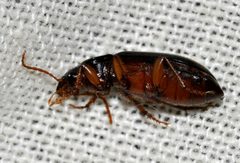 Ophonus-puncticeps-03-fws by Francisco Welter-Schultes. Used under a CC0 license.