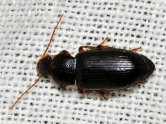 Ophonus-puncticeps-04-fws by Francisco Welter-Schultes. Used under a CC0 license.