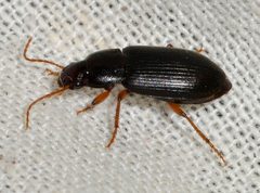 Ophonus-puncticeps-05-fws by Francisco Welter-Schultes. Used under a CC0 license.