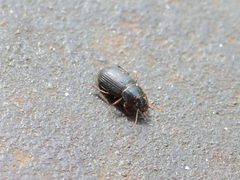Ophonus rufibarbis 01 by AfroBrazilian. Used under a CC BY-SA 3.0 license.