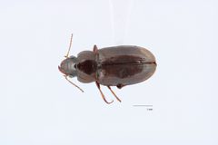 Selenophorus pedicularius by Unknown authorUnknown author. Used under a CC0 license.