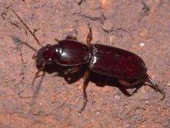 Stenomorphus californicus rufipes P1320837b by 
xpda. Used under a CC BY-SA 4.0 license.