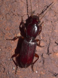 Stenomorphus californicus rufipes P1320840b by 
xpda. Used under a CC BY-SA 4.0 license.