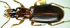 Amerinus linearis by David R. Madison. Used under a CC BY 3.0 license.