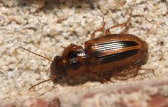 Stenolophus binotatus - inat 208101682 by {{{name}}}. Used under a CC BY-SA 4.0 license.