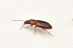 Stenolophus dissimilis 186141407 by threeagoutdoors. Used under a CC BY 4.0 license.
