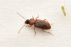 Stenolophus dissimilis 186141428 by threeagoutdoors. Used under a CC BY 4.0 license.