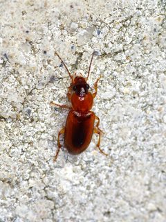 Stenolophus dissimilis 302680608 by Michelle. Used under a CC BY 4.0 license.