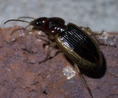Agonum pallipes P1410052a by 
xpda. Used under a CC BY-SA 4.0 license.
