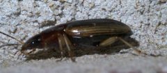 Agonum pallipes P1410053a by 
xpda. Used under a CC BY-SA 4.0 license.