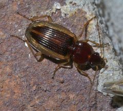 Agonum pallipes P1560086a by 
xpda. Used under a CC BY-SA 4.0 license.