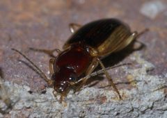 Agonum pallipes P1560088a by 
xpda. Used under a CC BY-SA 4.0 license.