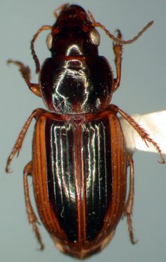 Stenolophus infuscatus by Kipling Will. Used under a CC BY 3.0 license.