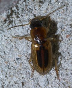 Stenolophus lecontei P1380516a by 
xpda. Used under a CC BY-SA 4.0 license.