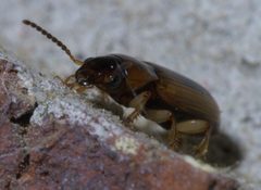 Stenolophus lecontei P1400878a by 
xpda. Used under a CC BY-SA 4.0 license.