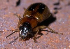 Stenolophus lecontei P1580161a by 
xpda. Used under a CC BY-SA 4.0 license.