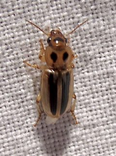 Stenolophus lineola by Jacy Lucier. Used under a CC BY-SA 4.0 license.