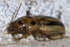 Stenolophus lineola - inat 56847115 by {{{name}}}. Used under a CC BY-SA 4.0 license.