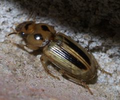 Stenolophus lineola P1580167a by 
xpda. Used under a CC BY-SA 4.0 license.