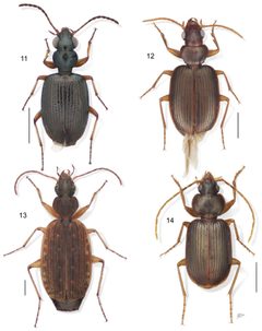 A-synopsis-of-the-tribe-Lachnophorini-with-a-new-genus-of-Neotropical-distribution-and-a-revision-zookeys-430-001-g005 by Erwin T, Zamorano L. Used under a CC BY 4.0 license.