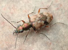 Lachnophorus elegantulus by David R. Maddison. Used under a CC BY 3.0 license.