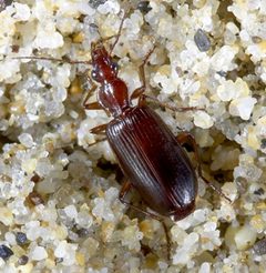 Calleida platynoides by Kipling Will. Used under a CC BY 3.0 license.