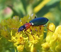 Calleida punctata by Jacy Lucier. Used under a CC BY-SA 4.0 license.