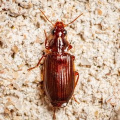 Plochionus timidus by Jgw-atx. Used under a CC BY 4.0 license.