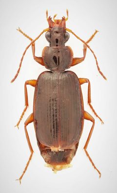 Cymindis platicollis 289995009 by Nick Bédard. Used under a CC0 license.