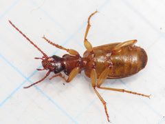 Cymindis vaporariorum 311509777 by Emanuele Santarelli. Used under a CC BY-SA 4.0 license.