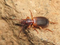 Cymindis vaporariorum 311509854 by Emanuele Santarelli. Used under a CC BY-SA 4.0 license.