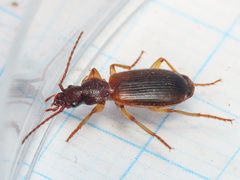 Cymindis vaporariorum 311509886 by Emanuele Santarelli. Used under a CC BY-SA 4.0 license.