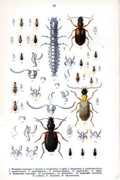 Reitter Dromius u.a. by wikipedia. Used under a Public domain license.