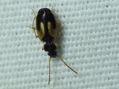 Axinopalpus biplagiatus - inat 196650023 by {{{name}}}. Used under a CC BY 4.0 license.