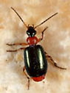 Lebia abdominalis by v belov. Used under a CC BY-SA 4.0 license.