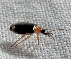 Lebia analis by Jacy Lucier. Used under a CC BY-SA 4.0 license.