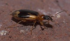 Lebia analis P1120906a by 
xpda. Used under a CC BY-SA 4.0 license.