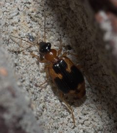 Lebia analis P1290081b by 
xpda. Used under a CC BY-SA 4.0 license.