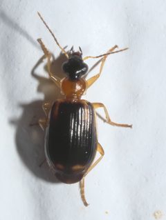 Lebia analis P1310632b by 
xpda. Used under a CC BY-SA 4.0 license.