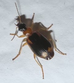 Lebia analis P1310633a by 
xpda. Used under a CC BY-SA 4.0 license.