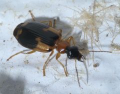 Lebia analis P1600602a by 
xpda. Used under a CC BY-SA 4.0 license.