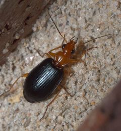 Lebia atriventris P1120891a by
xpda. Used under a CC BY-SA 4.0 license.