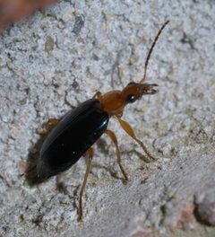 Lebia atriventris P1590915a by
xpda. Used under a CC BY-SA 4.0 license.