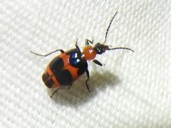 Lebia bitaeniata 89661356 by Sam Kieschnick. Used under a CC BY 4.0 license.