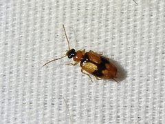 Lebia esurialis 165702462 by Sam Kieschnick. Used under a CC BY 4.0 license.