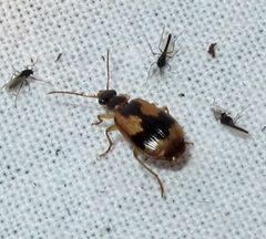Lebia fuscata by Jacy Lucier. Used under a CC BY-SA 4.0 license.