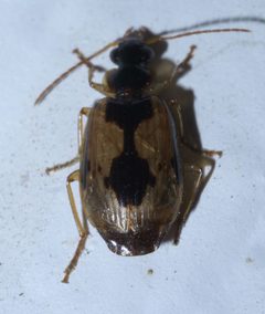 Lebia fuscata P1580765a by 
xpda. Used under a CC BY-SA 4.0 license.