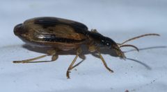 Lebia fuscata P1580766a by 
xpda. Used under a CC BY-SA 4.0 license.