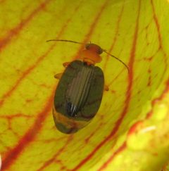 Lebia grandis by Beatriz Moisset. Used under a CC BY-SA 4.0 license.